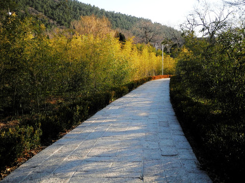 青岛崂山太清宫竹林甬道