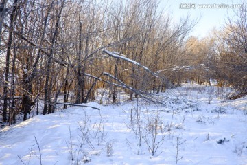 冬雪