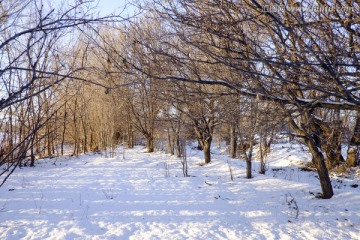 雪景