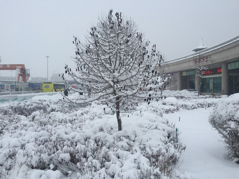 树木积雪
