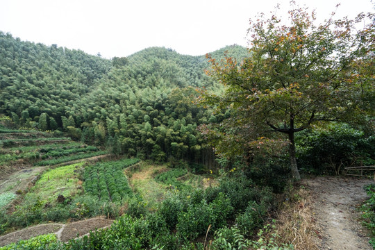 黟县木坑竹海