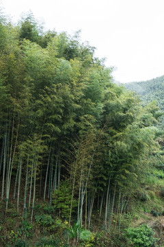 黟县木坑竹海 竖片