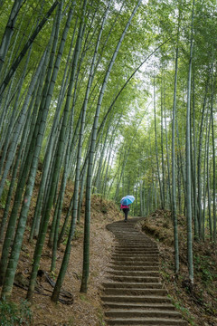 黟县木坑竹海 游人游客