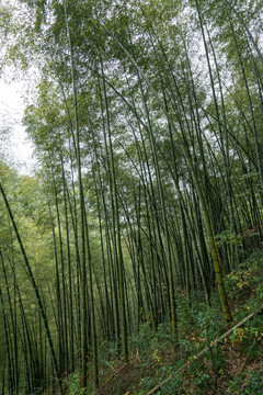 黟縣木坑竹海