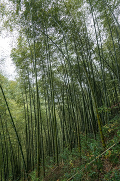 黟县木坑竹海