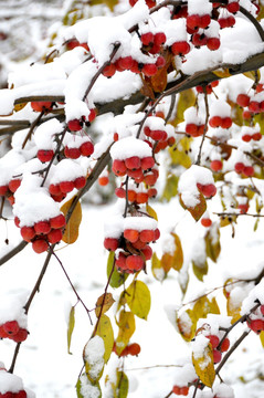 海棠果 大雪中的美丽
