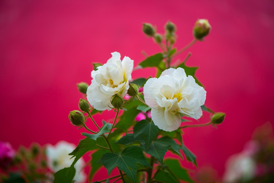 芙蓉花特写