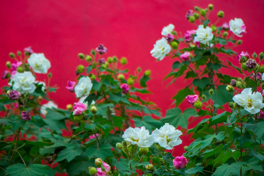 红墙绿树芙蓉花