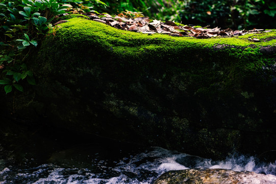 青苔 山泉