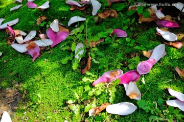 花落青苔上