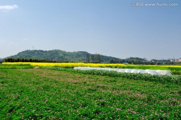 花田