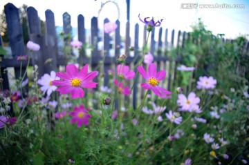 室韦小镇的花丛