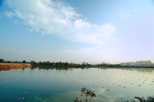 淡水珍珠养殖水域风光