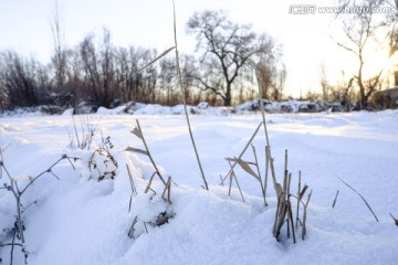 冬雪