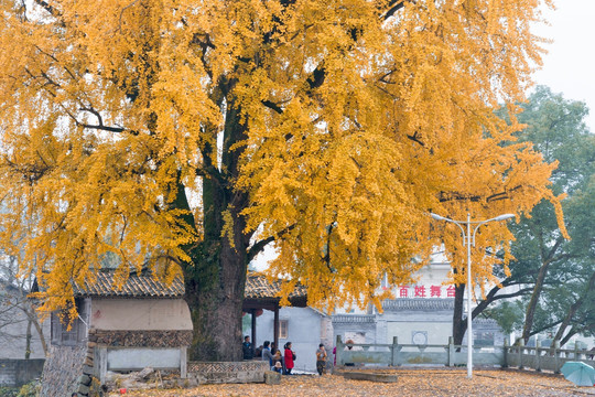 银杏树