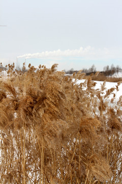 湿地 芦苇 冬天
