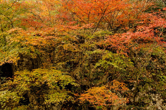 南京栖霞山红叶