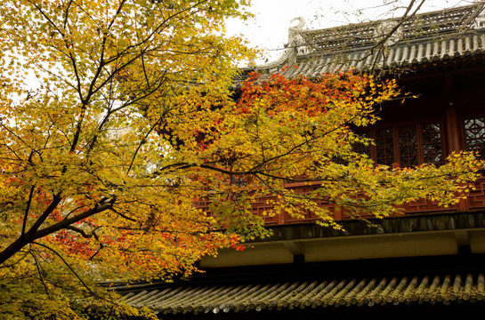 南京栖霞山红叶