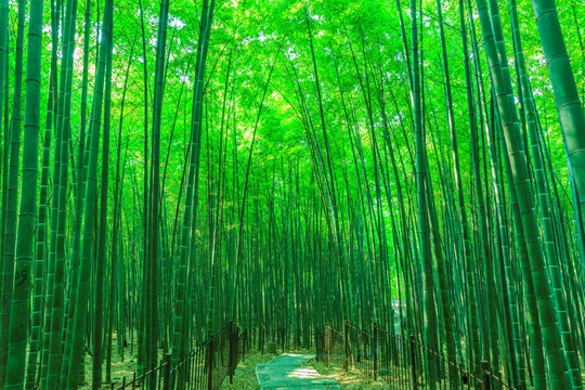 竹林（高清大图）