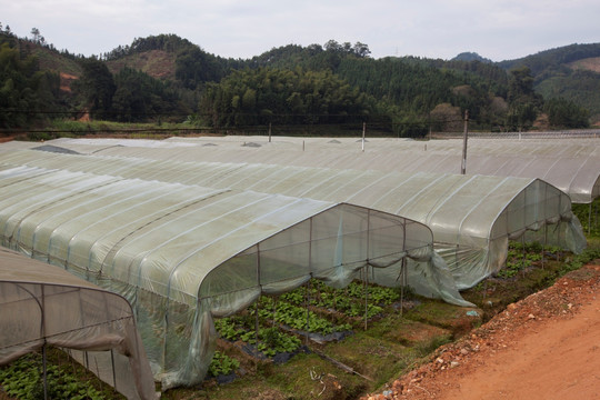 大棚蔬菜种植基地