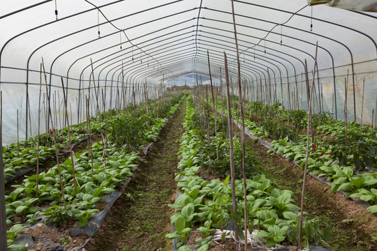 大棚蔬菜种植基地