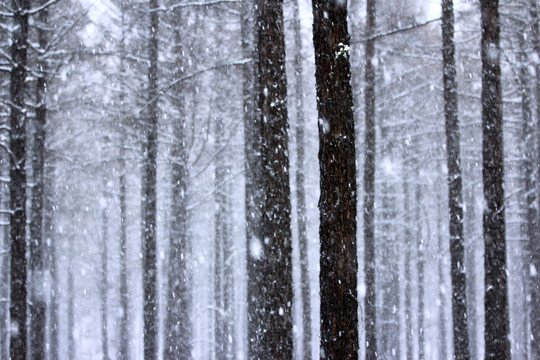 雪中松林风景