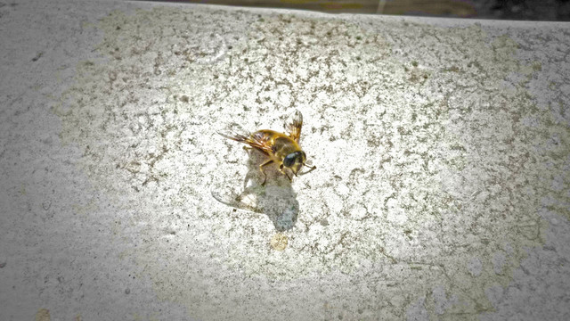 蜜蜂 冬天出洞的蜜蜂