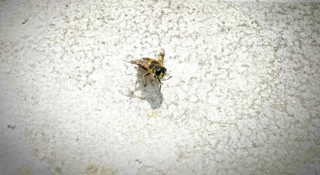 蜜蜂 冬天出洞的蜜蜂