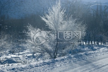 雾凇 雪树