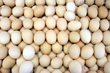 鸡蛋 禽蛋 鸟蛋