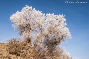 新疆胡杨