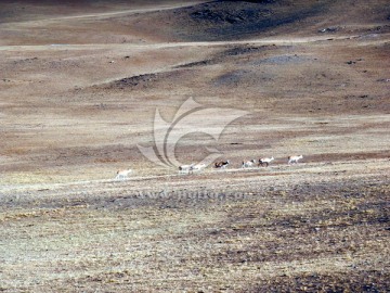 迁徙途中的藏羚羊