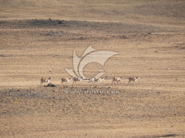 迁徙途中的藏羚羊