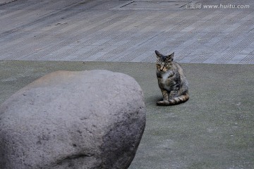 蹲在大石头前面的猫