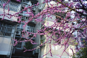 居民楼下清新通透的粉色紫荆花