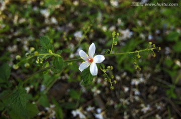 落花