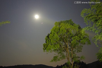 树木夜景