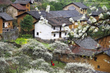 春天风景 春暖花开