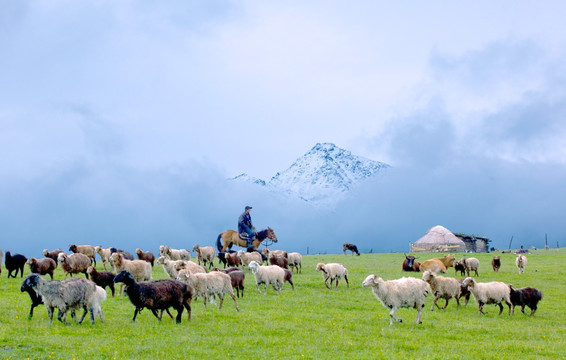 雪山草原牧羊