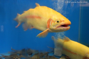 金樽 鱼