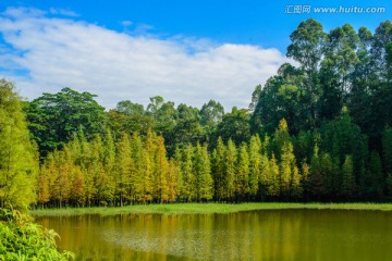 阳光水杉林