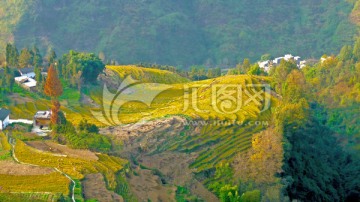 深冬稻田 冬景 梯田 村寨