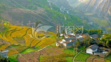 深冬稻田 冬景 梯田 村寨