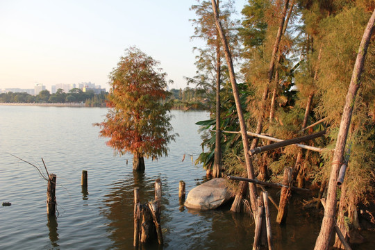 广州海珠湖风景