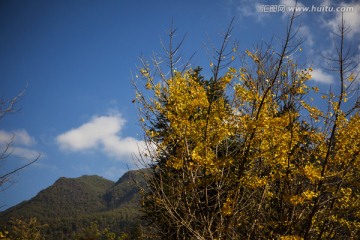 银杏树