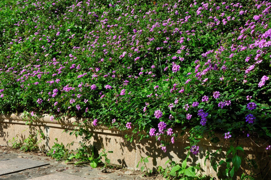 紫色花圃
