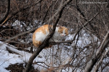 野生貓 動物