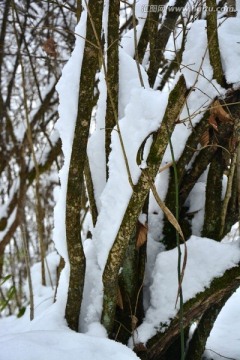 雪景