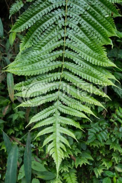 蕨类植物 蕨叶 Fern