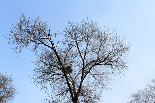冬天 雾凇 树木